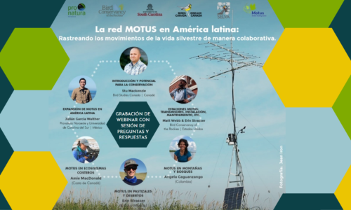 “La red Motus en Latinoamérica. Rastreando los movimientos de la vida silvestre de manera colaborativa”
