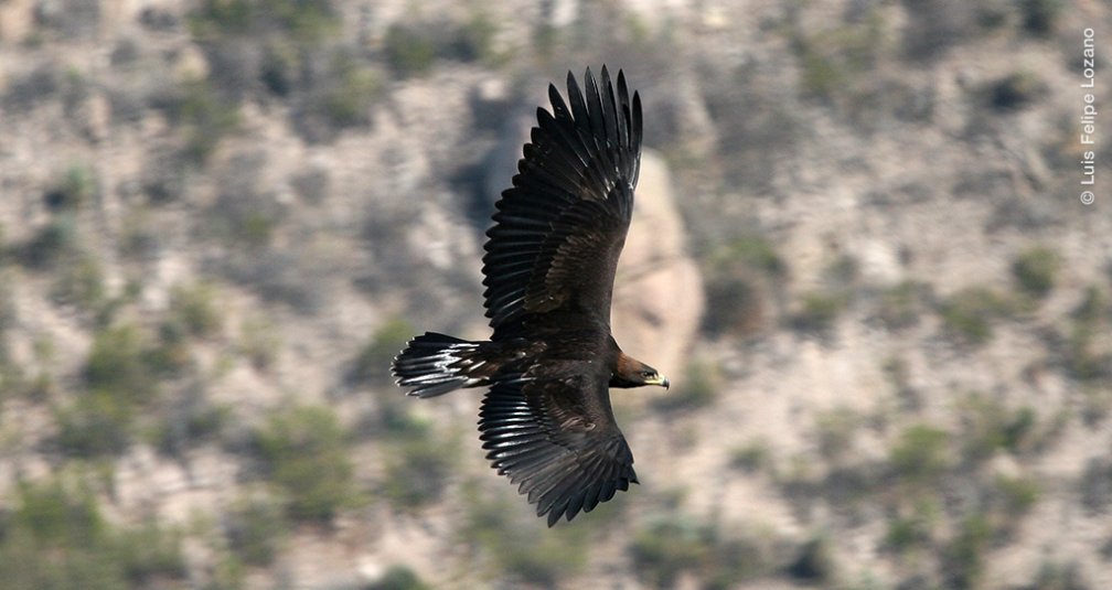 Águila real en vuelo