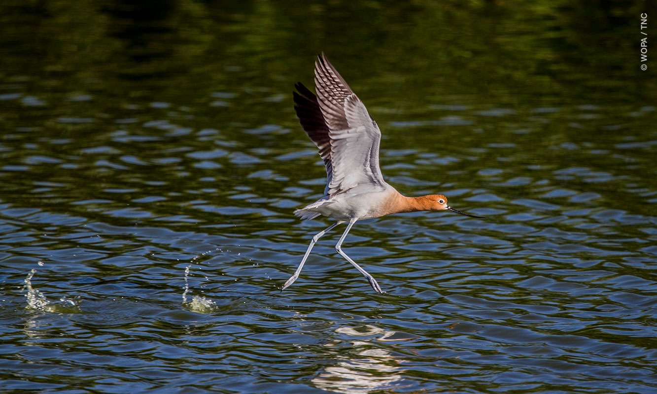 Ave playera sobrevolando la laguna de Las Arenitas. Foto por TNC