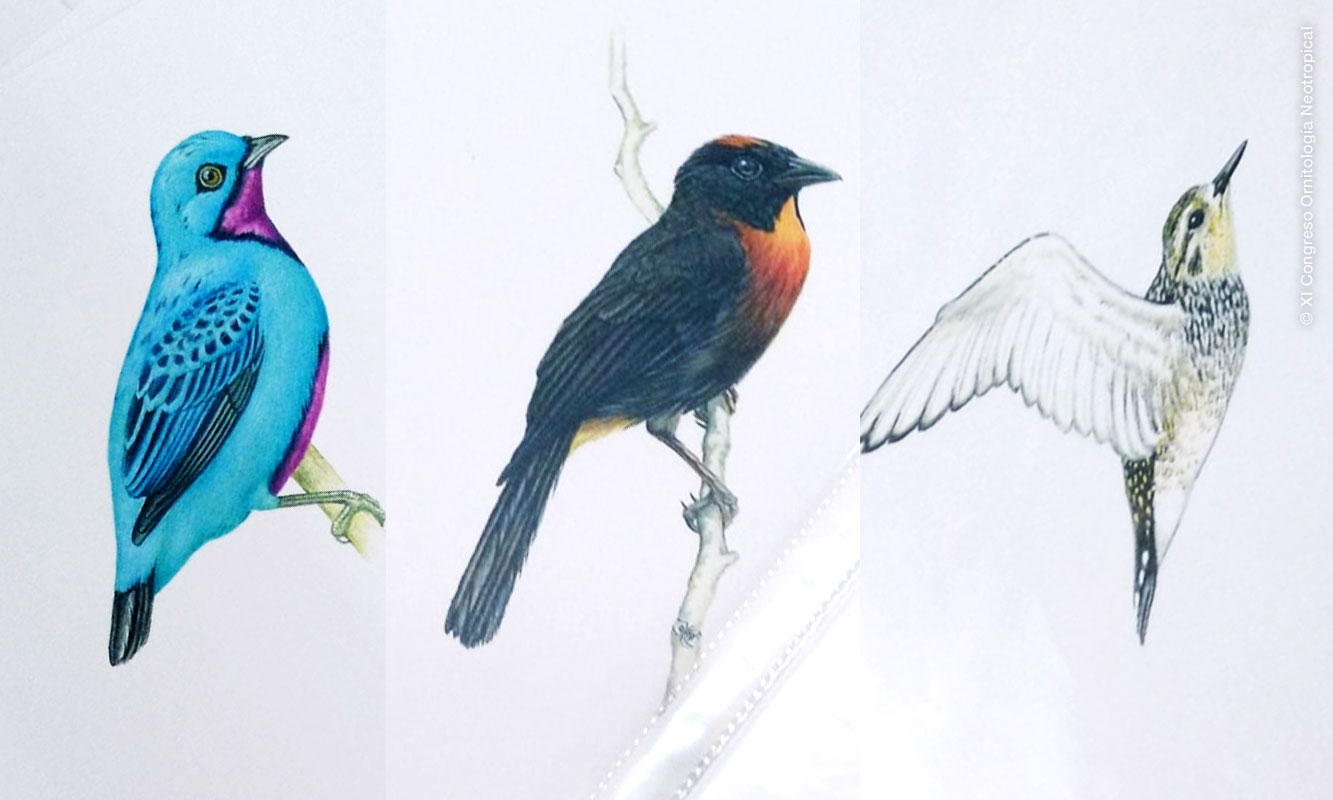 Dibujos de aves en un stand del congreso. IX Congreso de Ornitología Neotropical en Costa Rica.
