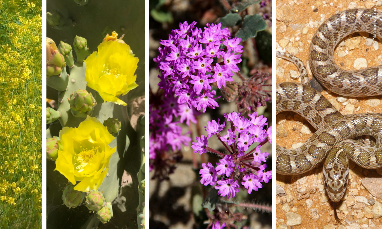 Collage imagenes del Bioblitz de la frontera