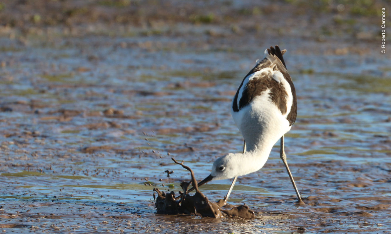 Ave playera (Rercuvirostra americana) buscando alimento en el lodo. Bahía Lobos. Foto por Roberto Carmona.