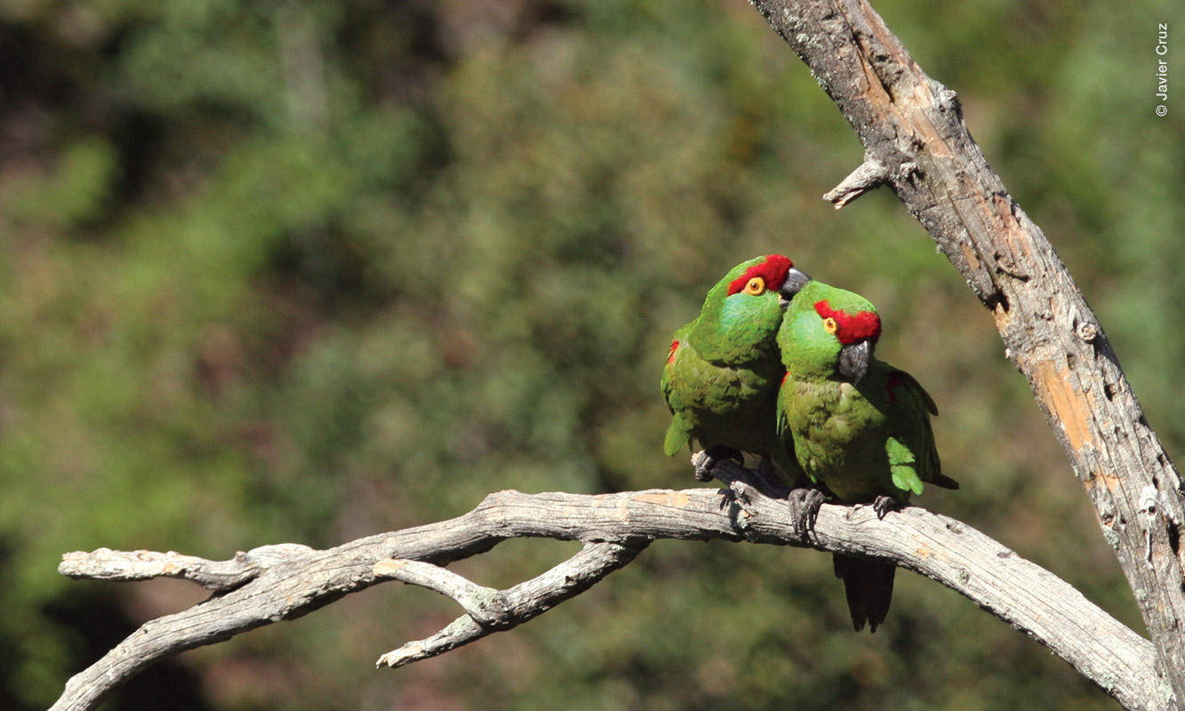 Pareja de Cotorra serrana en rama. Chihuahua.