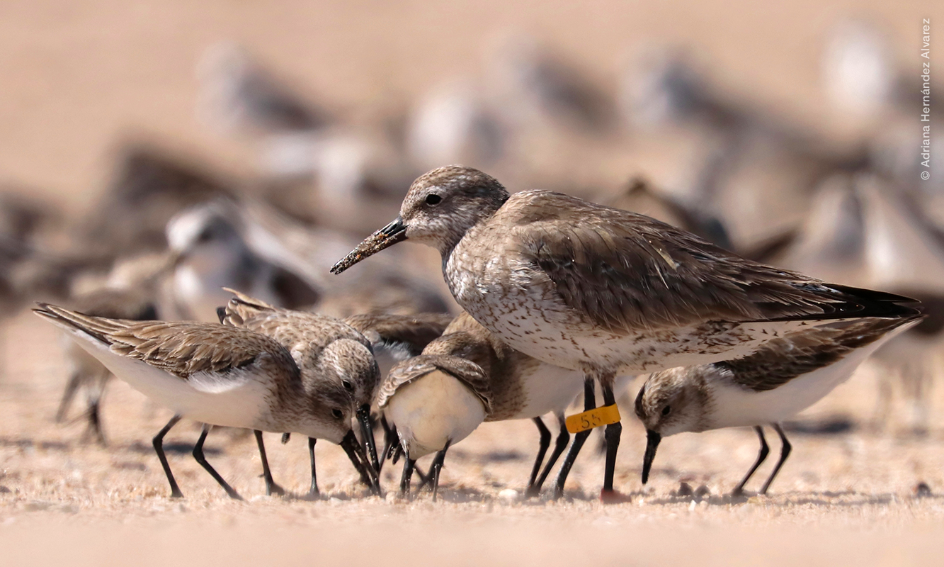 Banded shorebirds 
