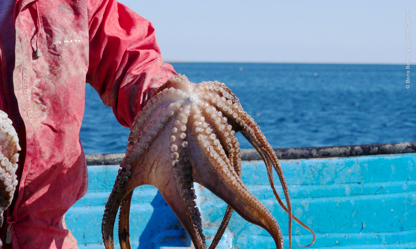 Pescador sosteniendo un Pulpo
