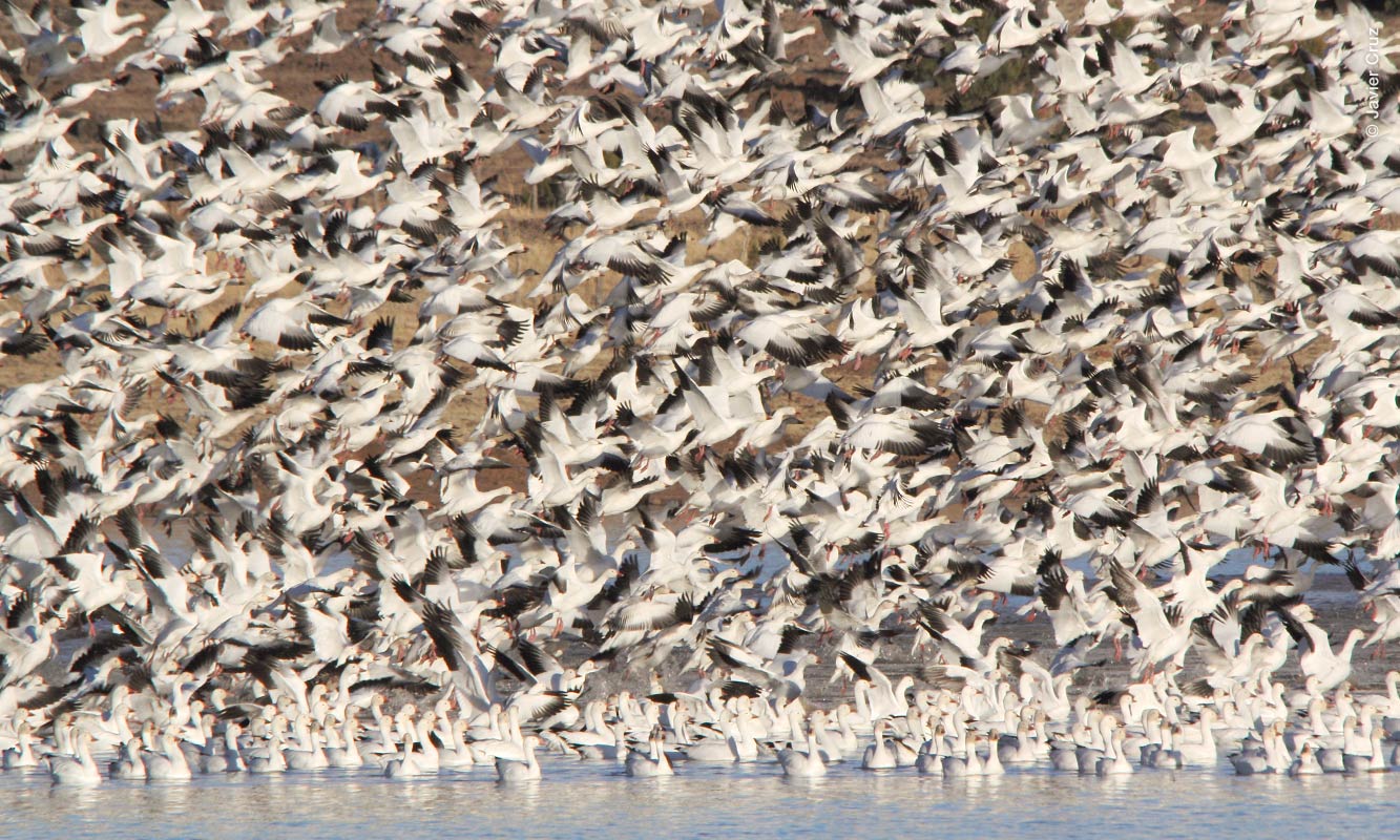 Parvada Gansos blancos en Laguna Babícora