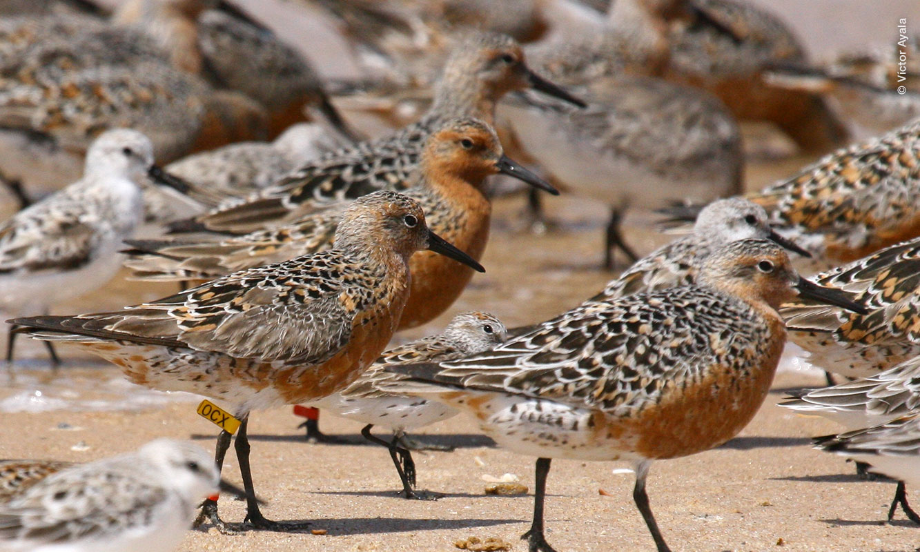 Playeros rojizos con marca de monitoreo