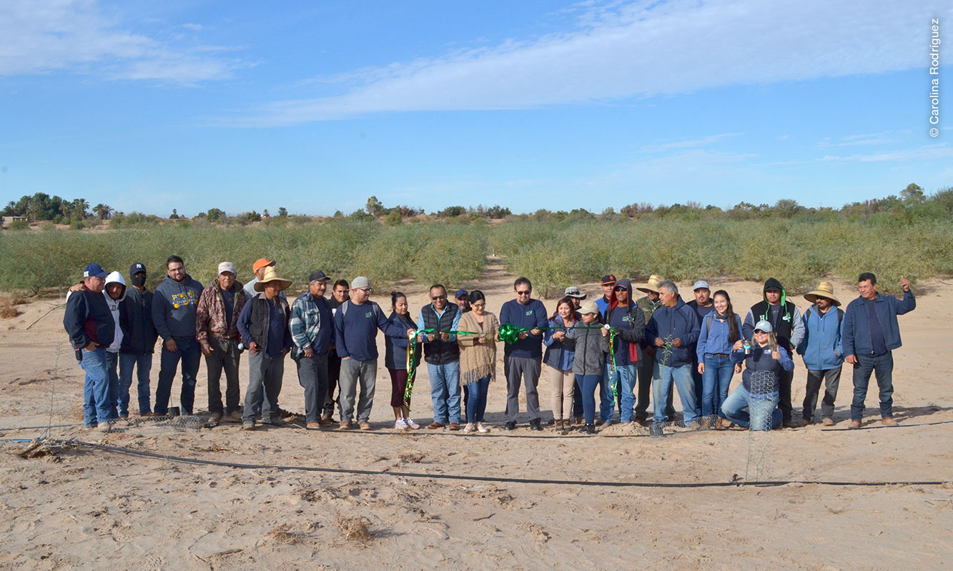 Trabajadores de Pronatura Noroeste, en cierre de 5ta etapa de reforestación