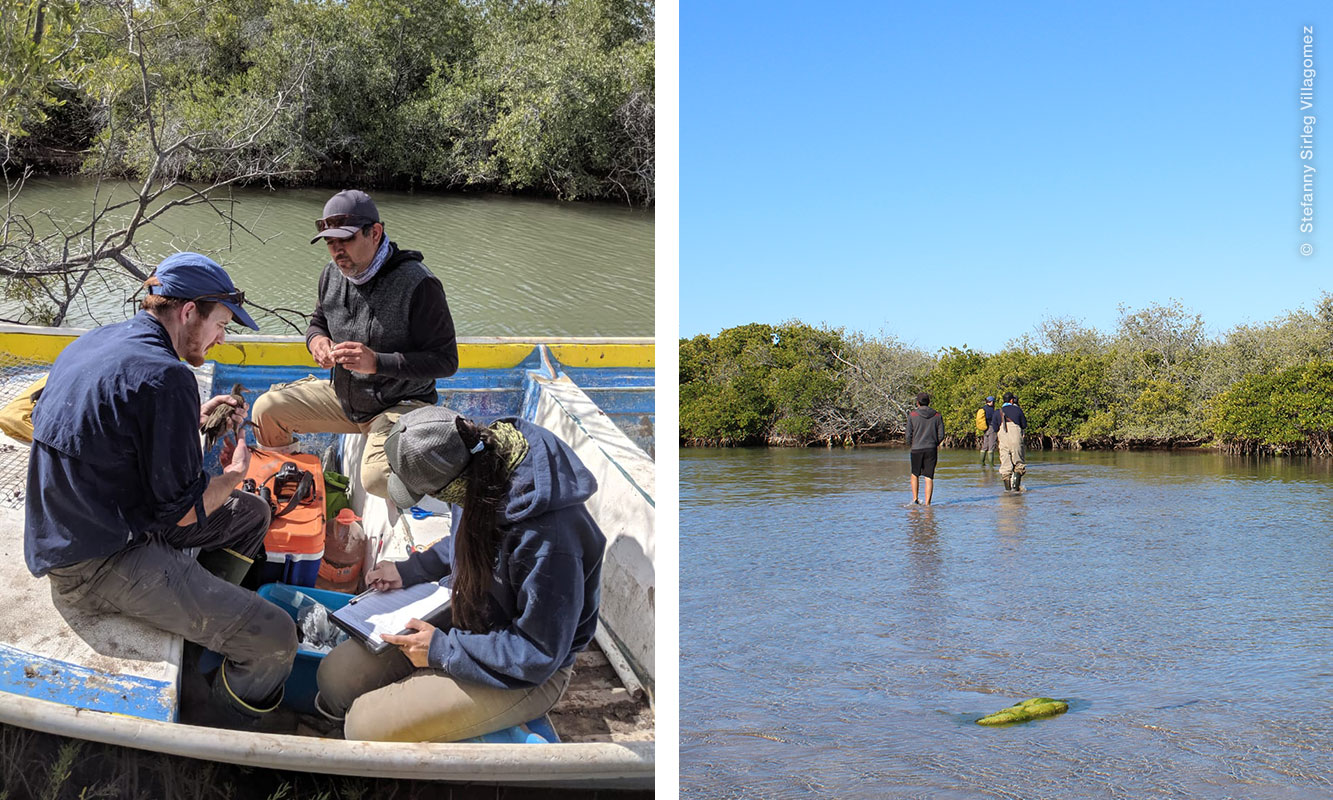Monitoreo de Palmoteador de Yuma en los humedales