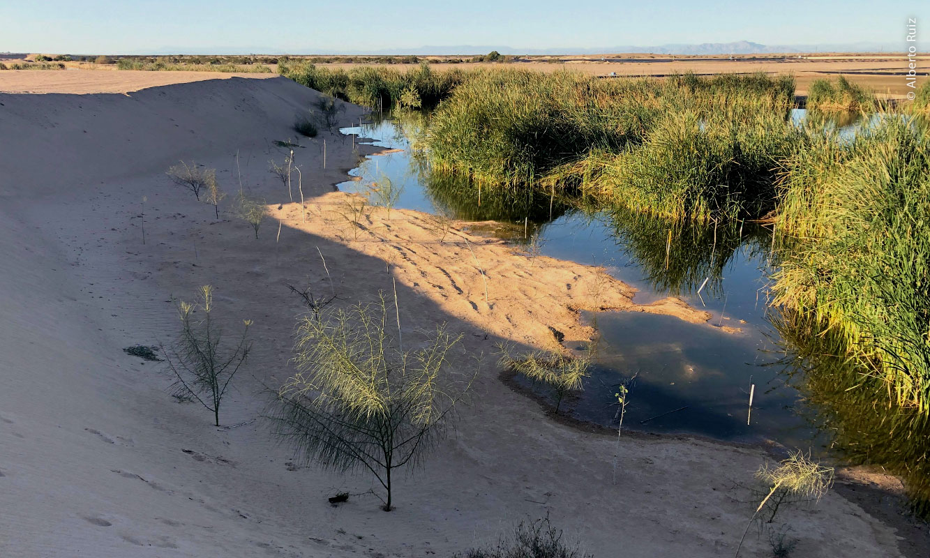 Cucapá Wetland