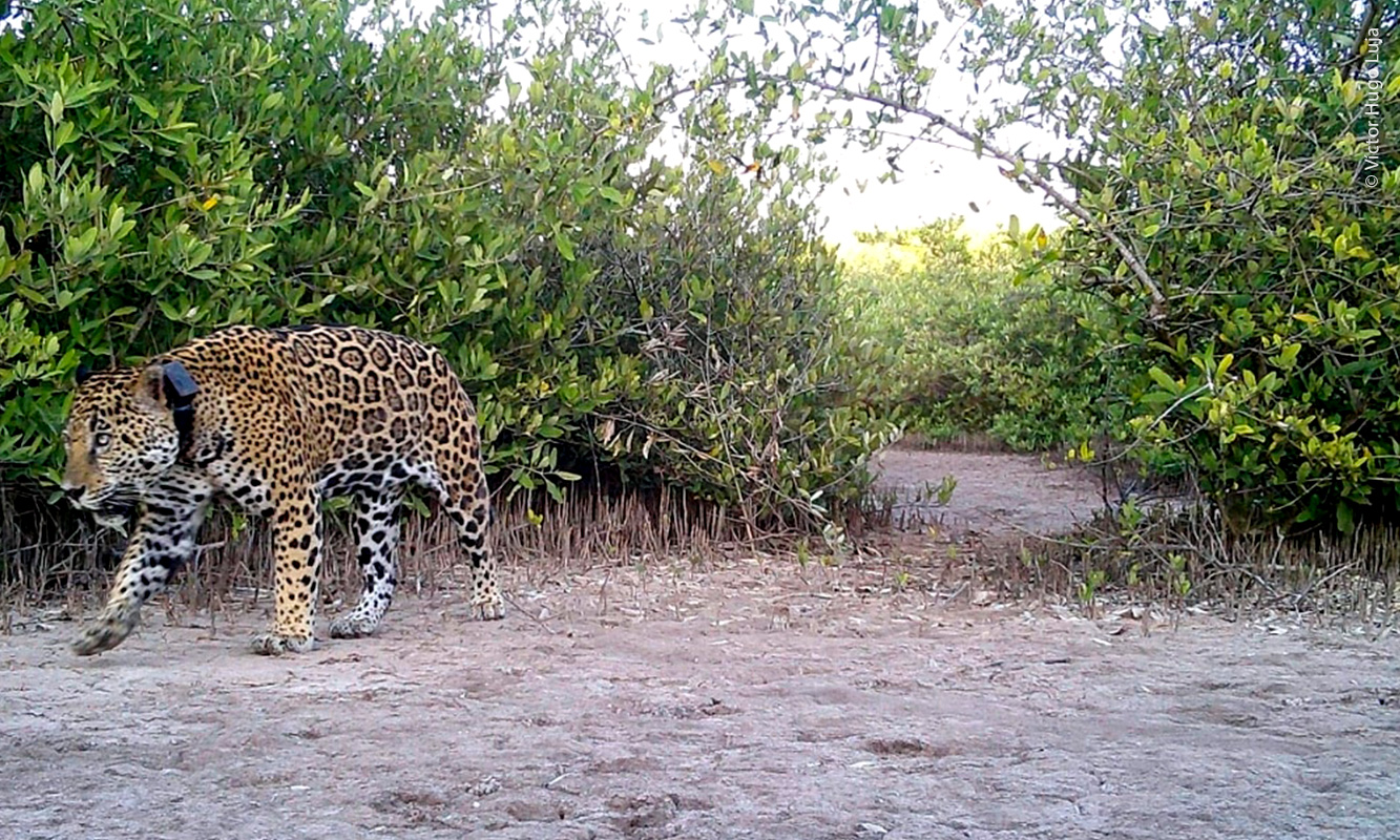 Jaguar en La Papalota