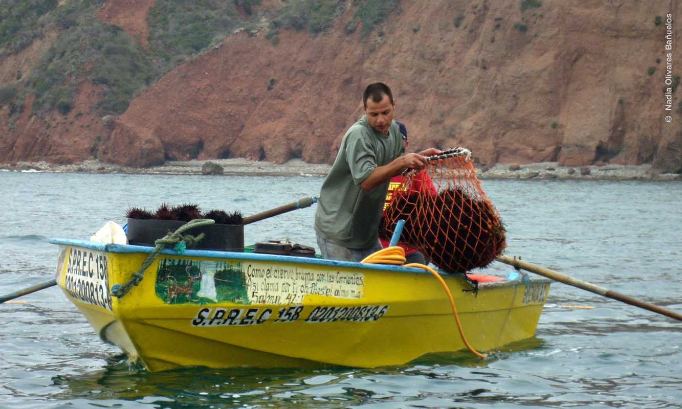 Pescadores de Erizo