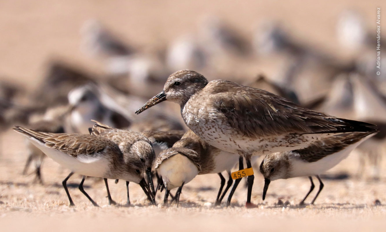 Playero rojizo del Pacífico 455, en el Golfo de Santa Clara.