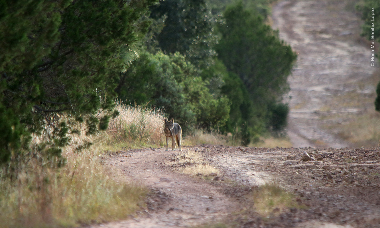 Coyote en vereda de La Michilía, Durango.
