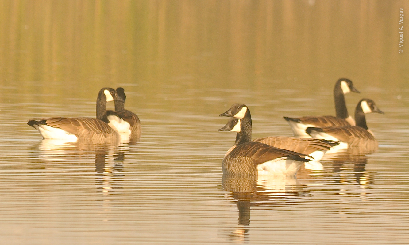 Grupo de Brantas o Gansos de collar, descansando en el agua. Foto de Miguel A. Vargas.
