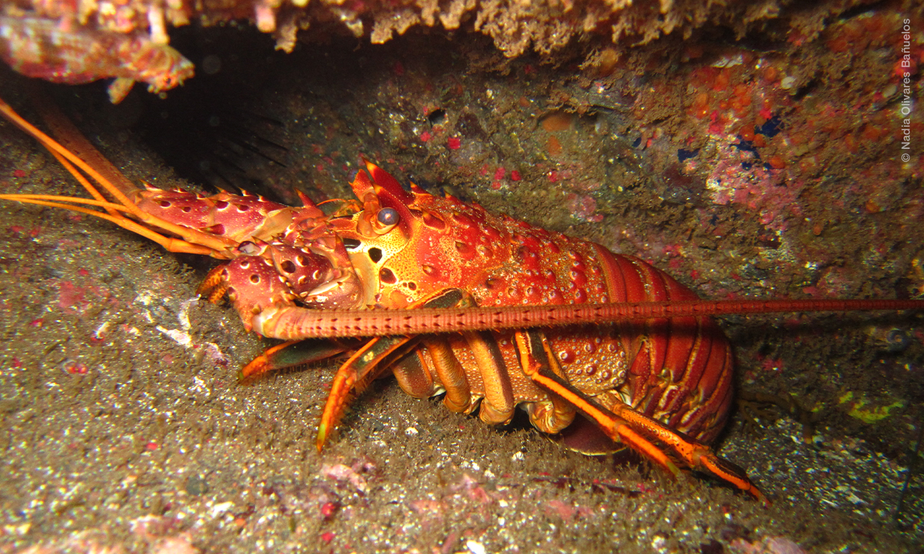 Langosta en cueva. Foto de Nadia Olivares.