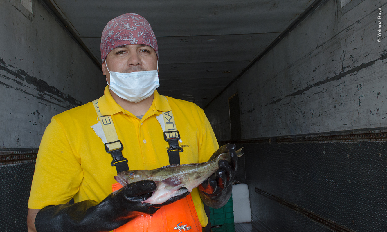 Procesador de Verdillo.