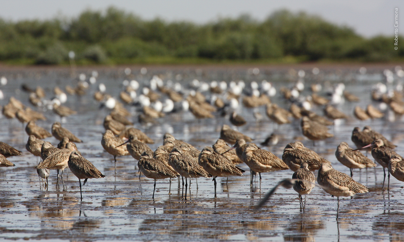 Parvada de picopando canelo.