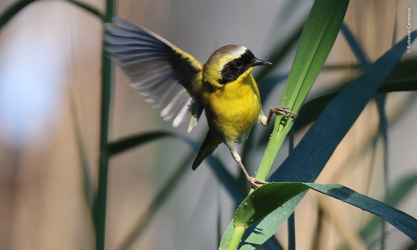 Mascarita peninsular aleteando de pie en una hierba.