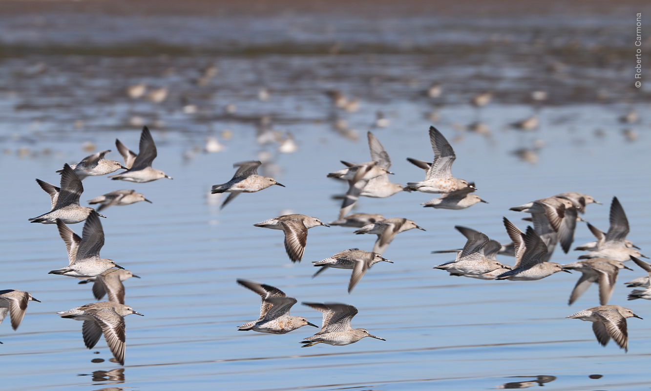 Playeros Rojizos en Yavaros.