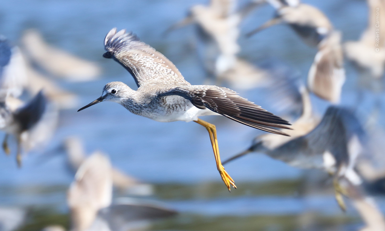 Patamarilla menor (Tringa flavipes), especie poco común en Yavaros-Moroncarit.