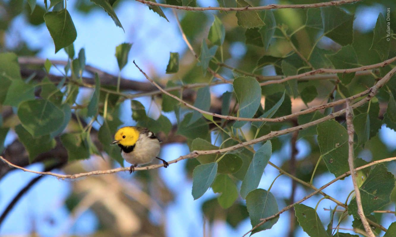 Chipe amarillo posado en una rama. Foto de Yuliana Dimas.