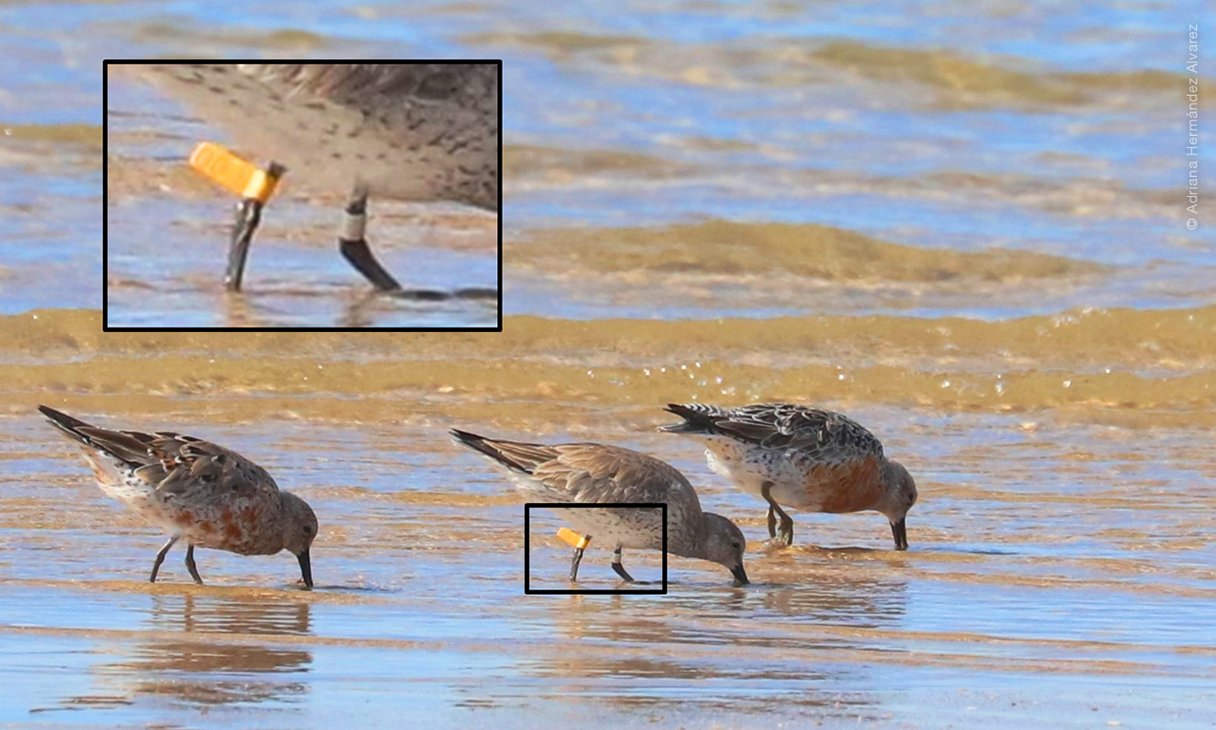 Playero Rojizo con etiqueta 000