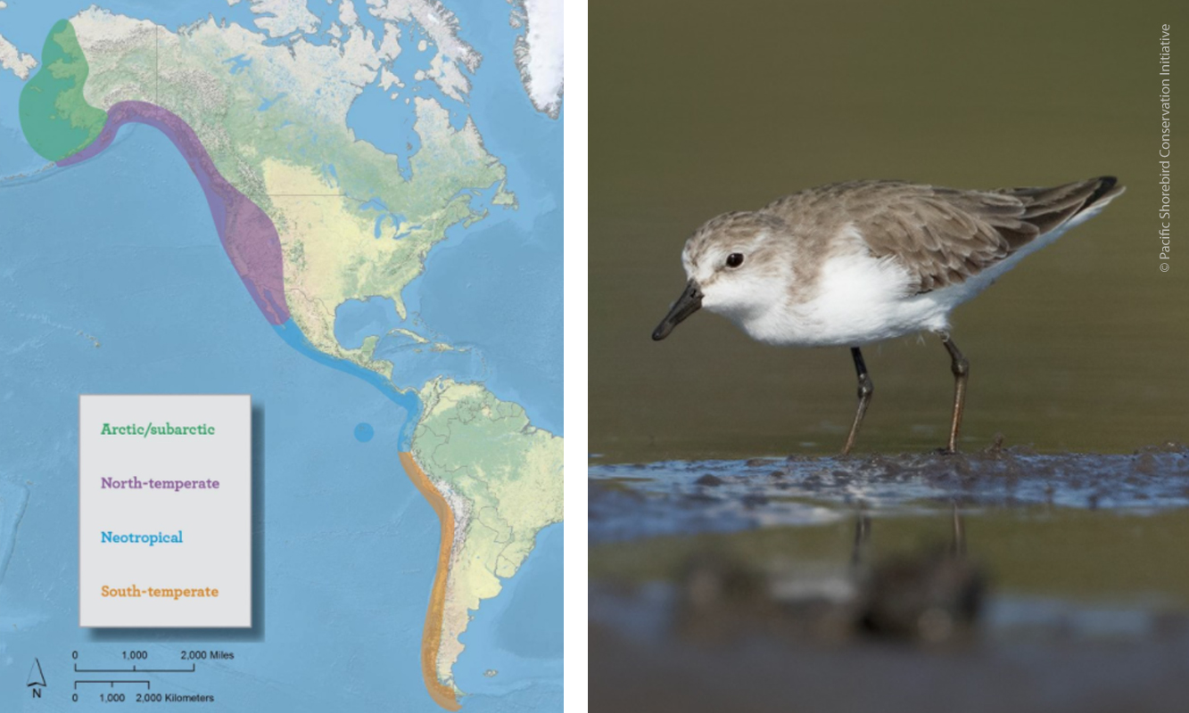 Pacific Shorebird Conservation Initiative maps