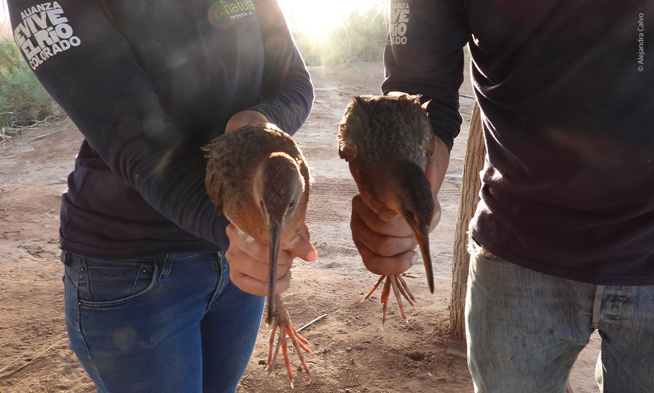 Colocación de transmisores satelitales