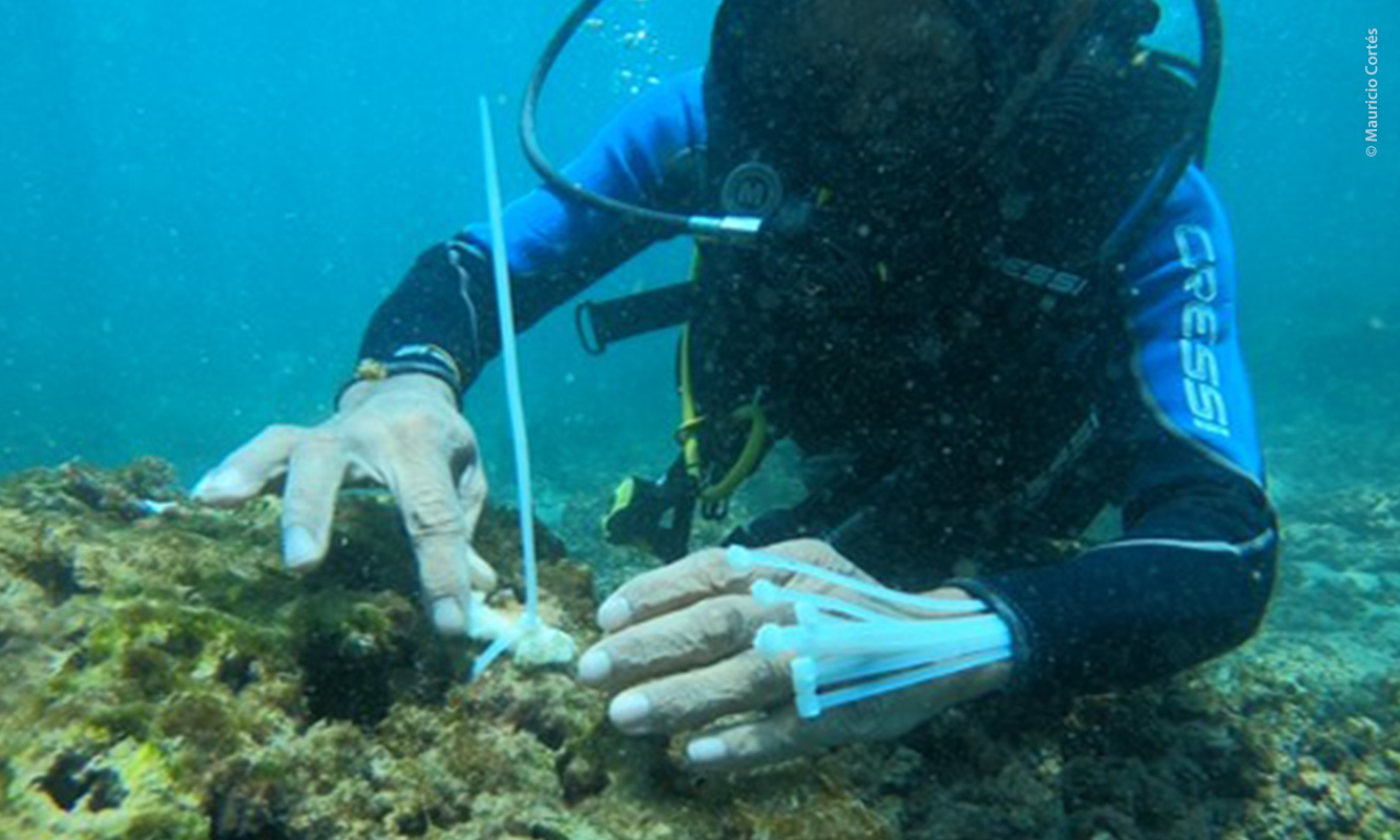 Reforestación subacuática en Isla Isabel, Nayarit