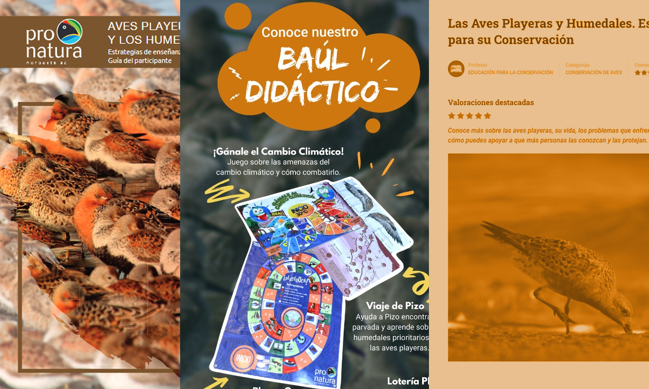 Materiales educativos en tema de aves playeras