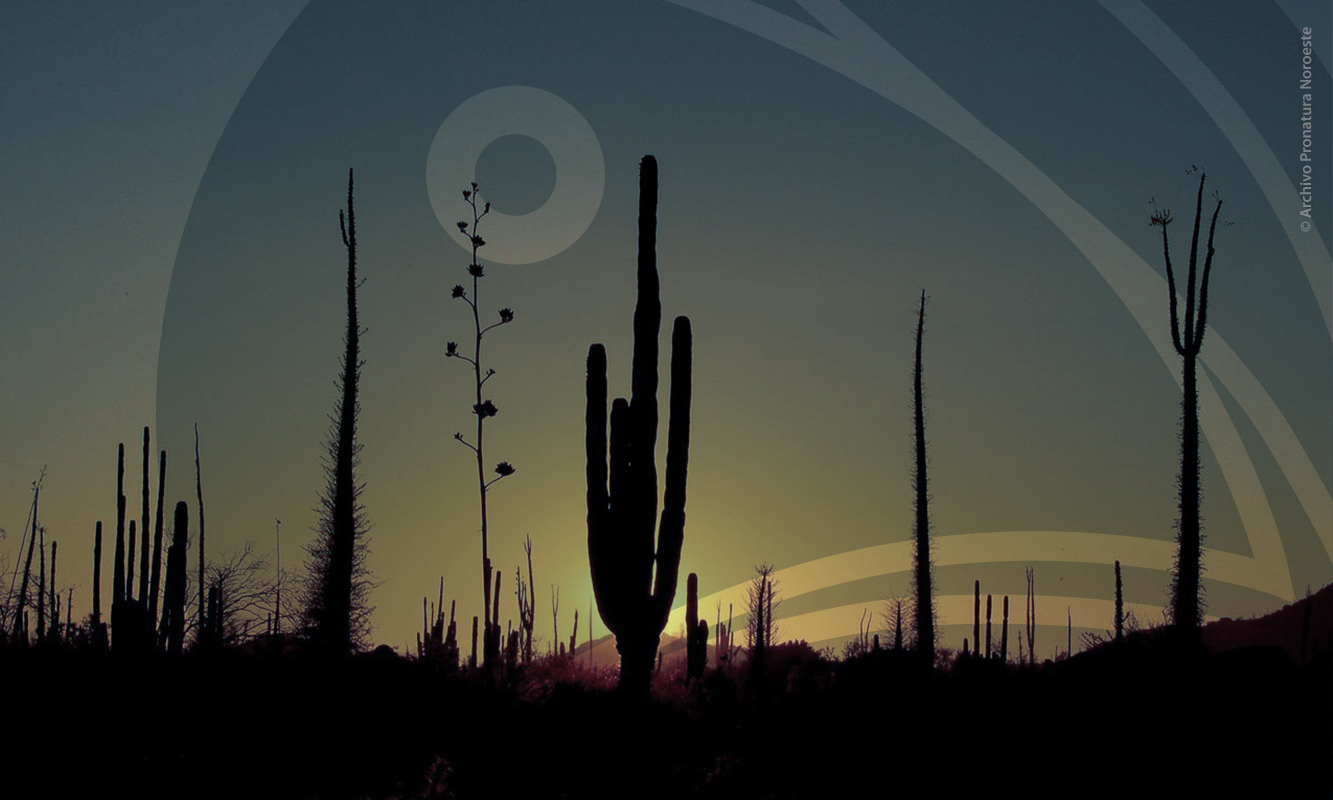 Paisaje de Valle de Los Cirios