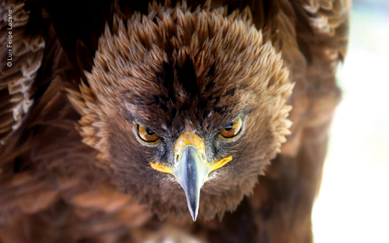 Águila Real. Fotografía de Luis Felipe Lozano.