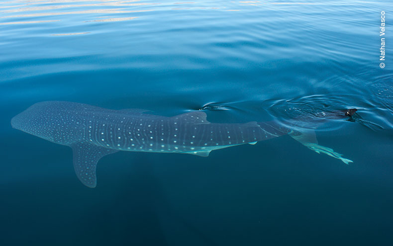 Tiburón Ballena nadando cerca de la superficie en Bahía de Los Angeles. Foto por Nathan Velasco.