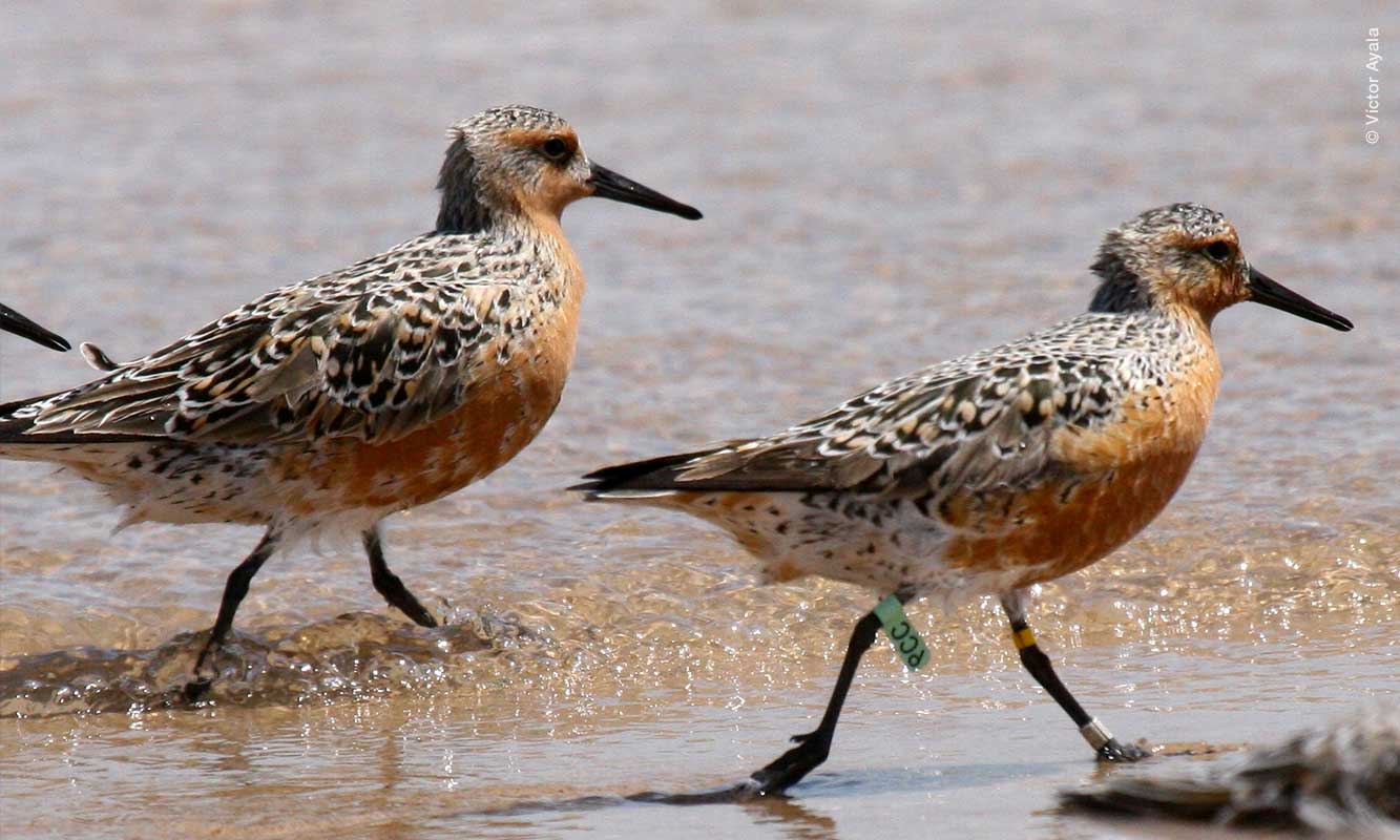 Playeros rojizos del Pacífico
