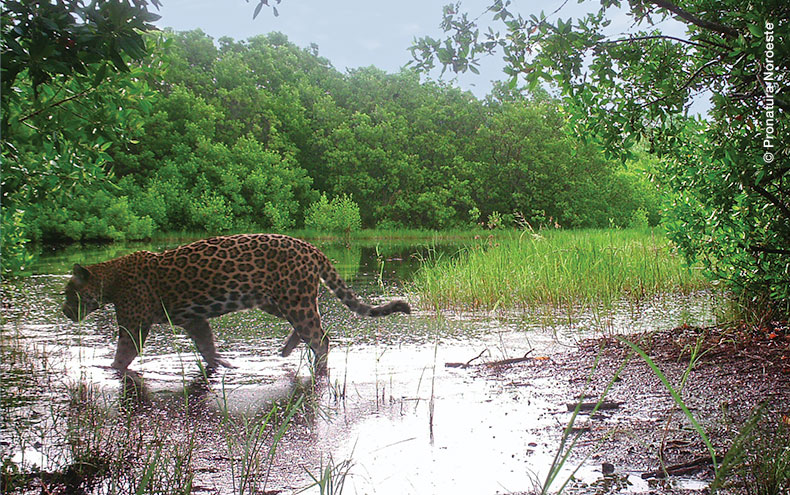 Jaguar en reserva La Papalota, caminando en la orilla de un charco. Fototrampa de Pronatura Noroeste.