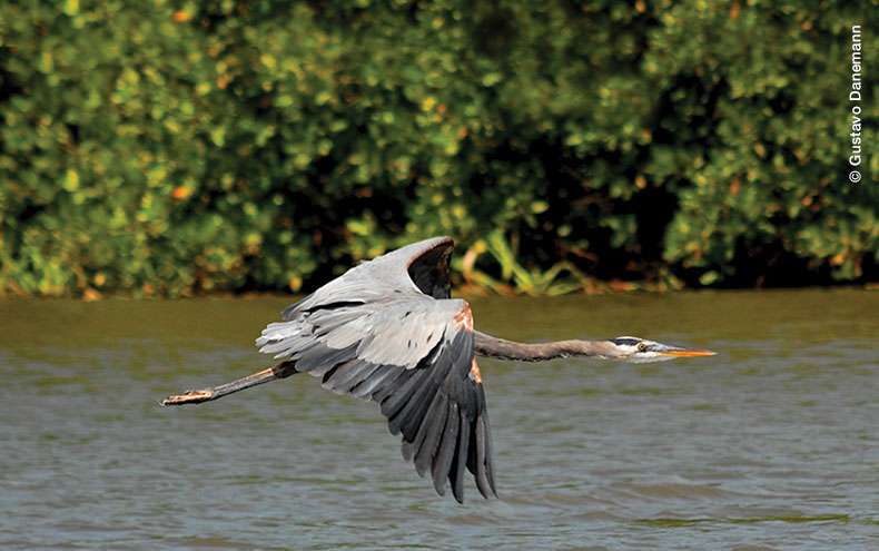 Garza volando en el Delta del Río Colorado. Foto por Gustavo Danemann.