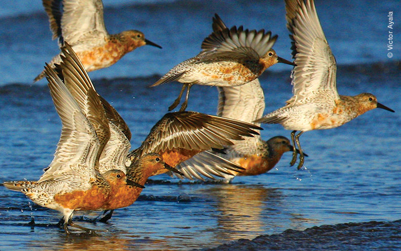 Grupo de Playeros rojizos del Pacífico aterrizando en la orilla del mar. Foto por Vìctor Ayala.