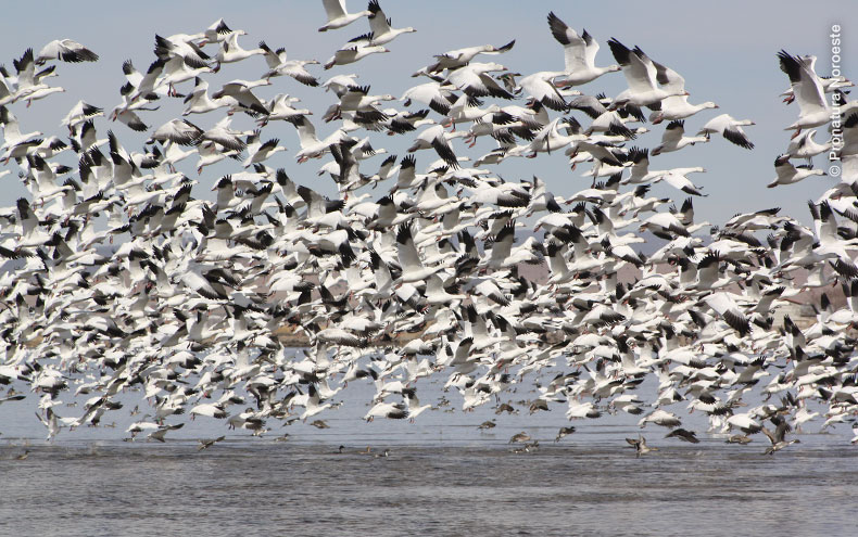 Parvada sobrevolando la laguna. Foto de JC. Pronatura Noroeste