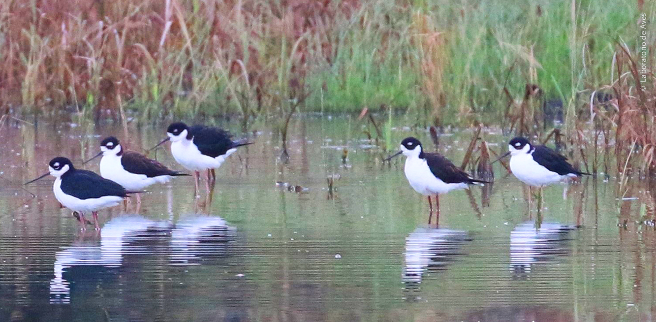 Grupo de Monjitas (Himantopus mexicanus)