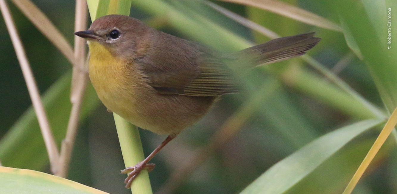 Mascaritao Peninsular en carrizo. Roberto Carmona