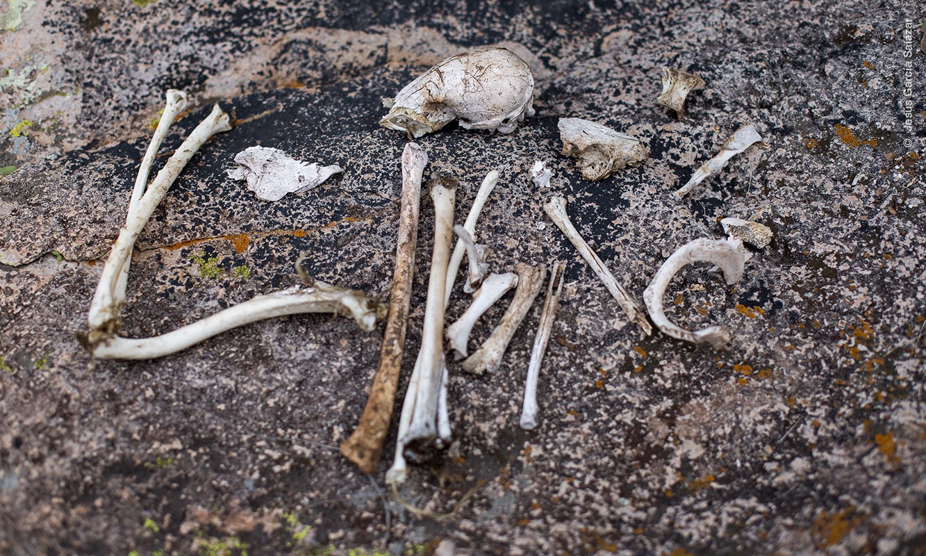 Huesos de animales depredados por Águila Real.