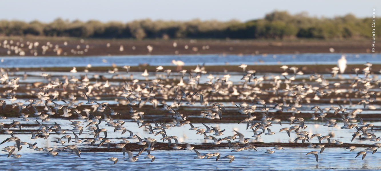 Aves playeras en Bahía Lobos