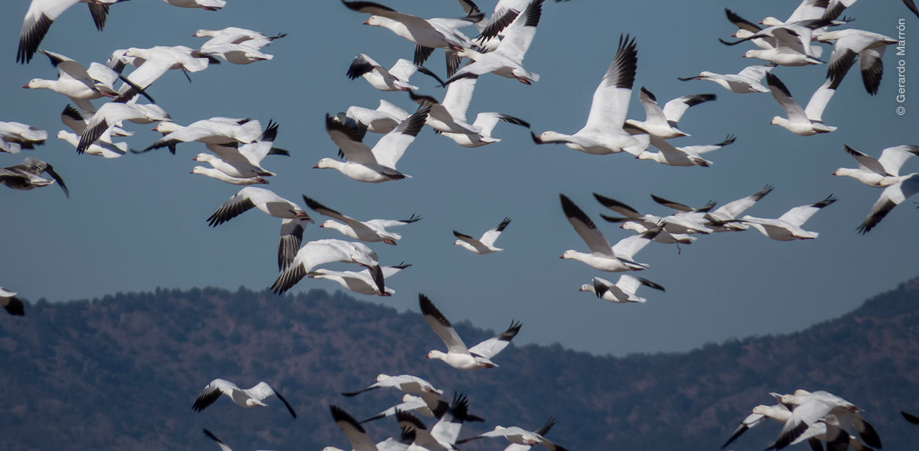 Parvada de Anser caerulescens en Babícora. Foto de Gerardo Marrón