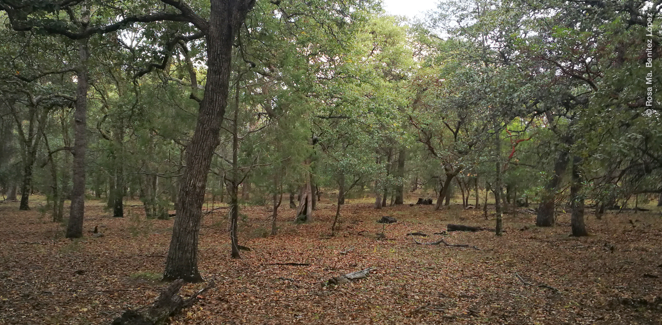 Bosque La Michilía. Foto de Rosa María Benítez López.