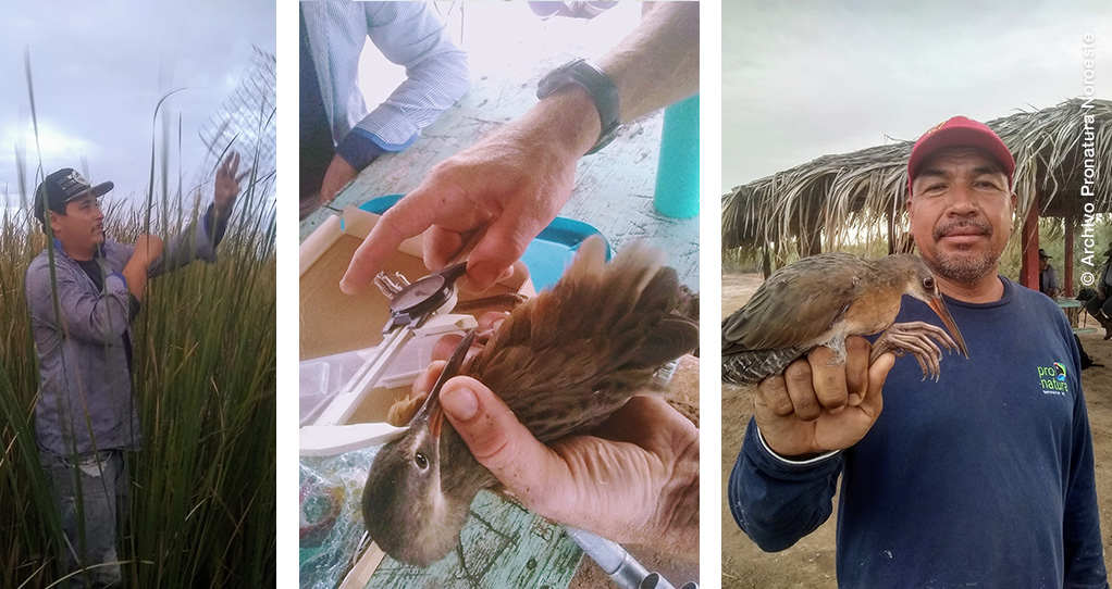 Monitoreo de Palmoteador de Yuma