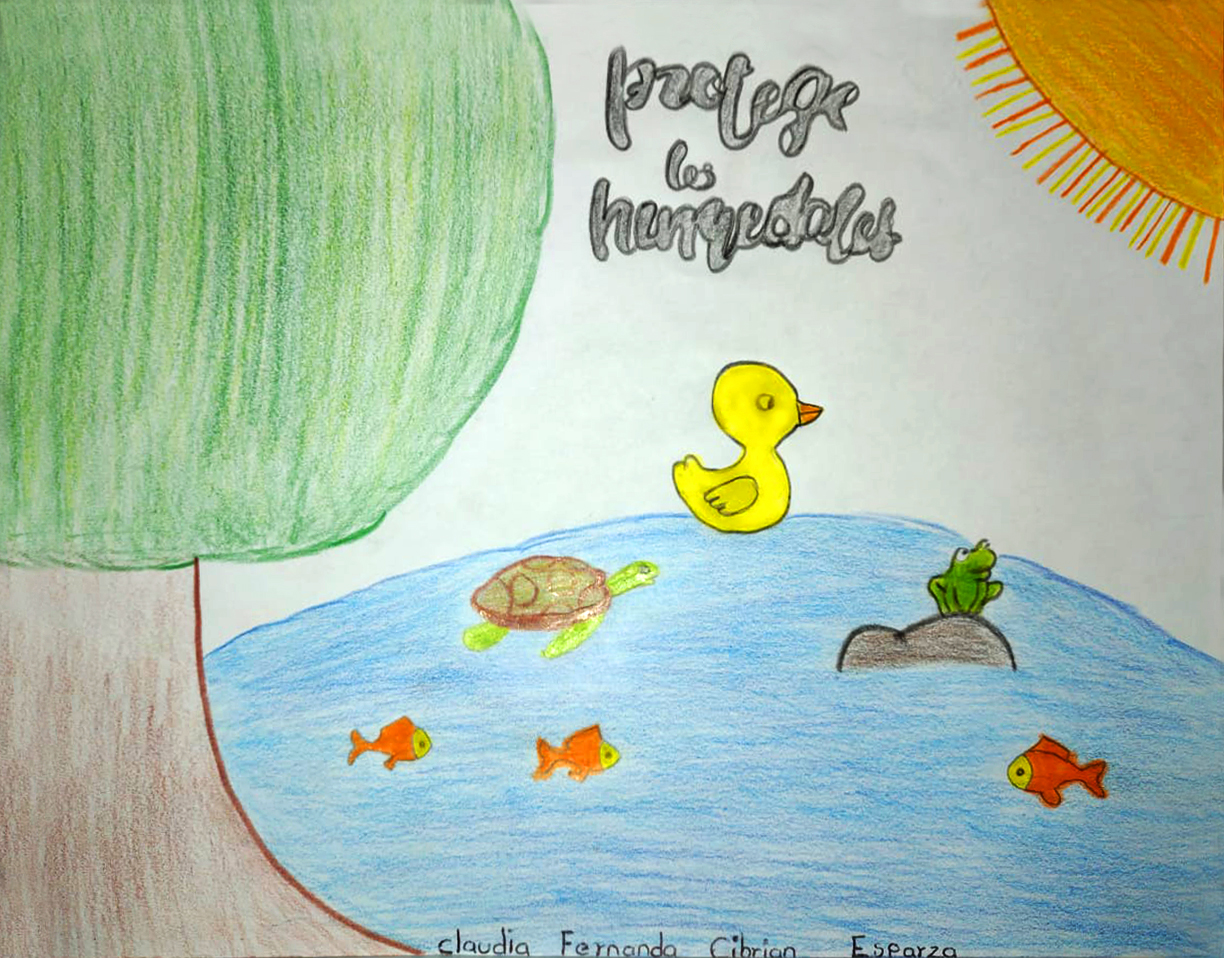 Leyenda "Protege los humedales" arriba de un lago con ranas, peces, patos y tortugas, a la sombra de un árbol en la orilla.