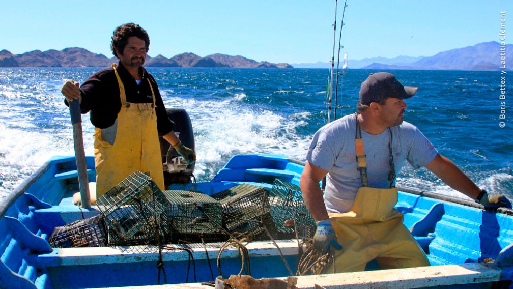 Pescadores que utilizan trampa como arte de pesca para la extracción de Pulpo, Bahía de los Ángeles, Baja California. 