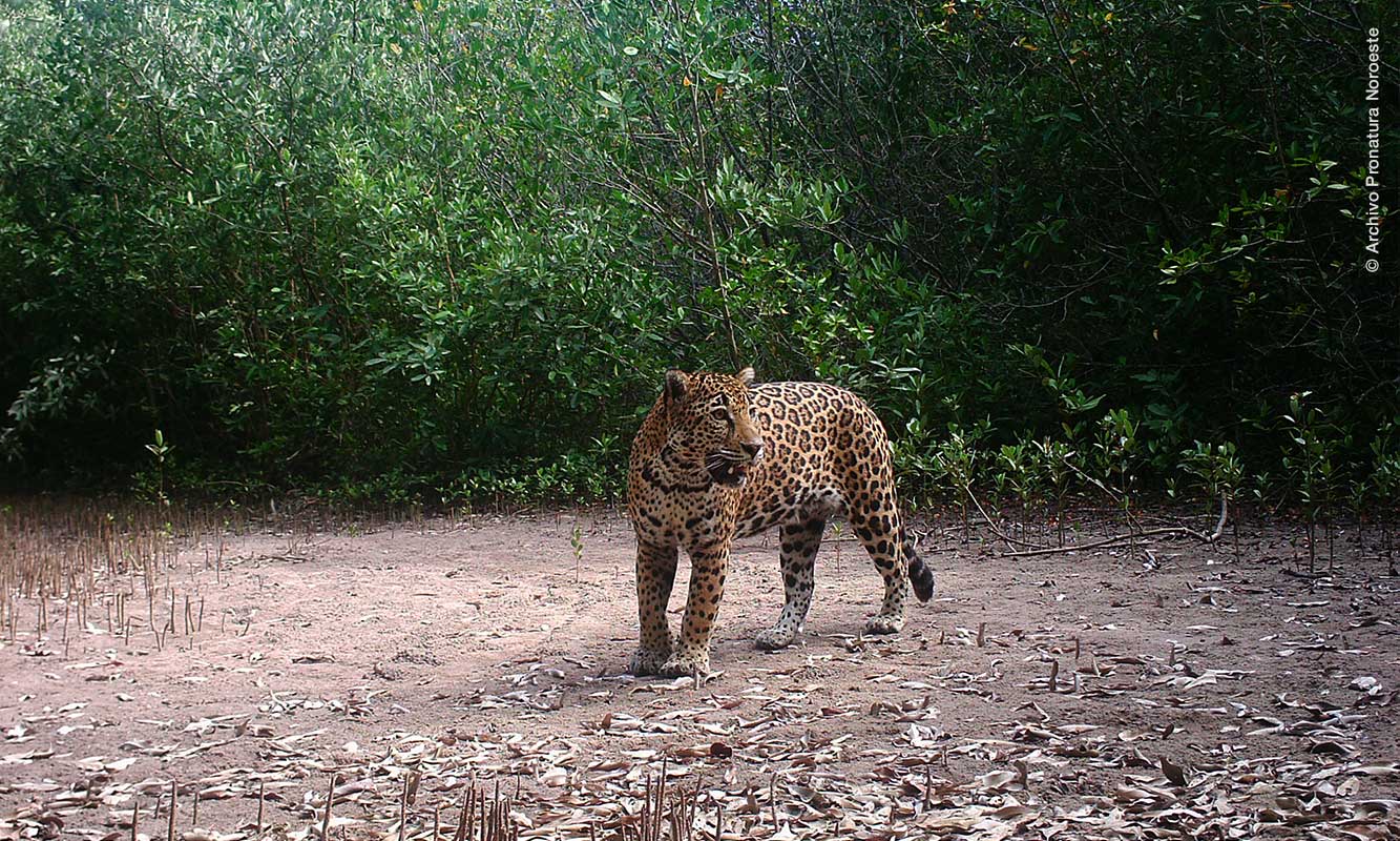 Jaguar in a clear spot in the middle of the jungle