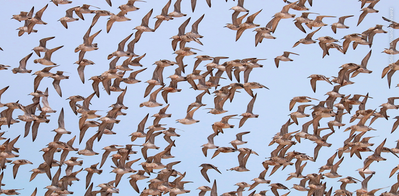 Parvada de Playero Rojizo en el aire